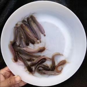 南宁 三黄土塘鲺鱼苗(水花，幼苗，及3一6公分规格苗)。埃及鱼苗