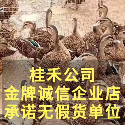 南宁 大种麻鸭苗，四点花麻鸭苗，桂柳公司出品
