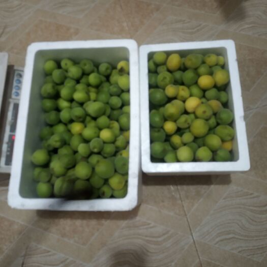 浦北县 青梅果可泡酒，腌制，青梅浆，做菜果等