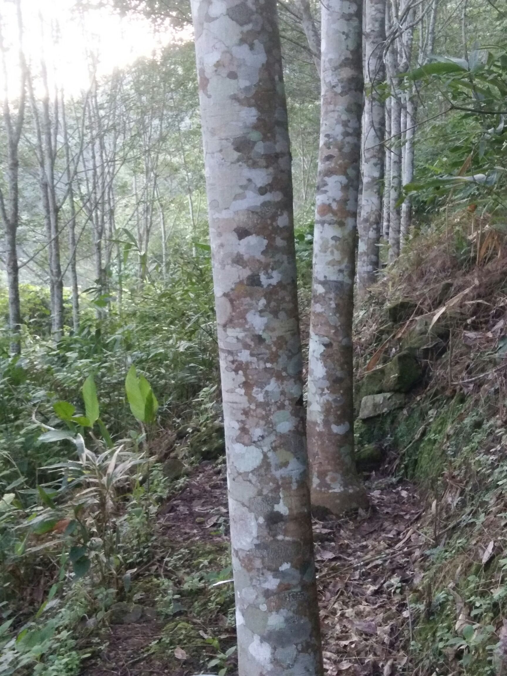 橡胶园 橡胶树出售  位于勐腊县勐捧镇景坎村委会景坎村附近