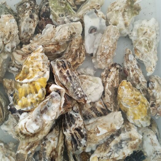 临沂生蚝 皮薄肉肥，物美价廉。