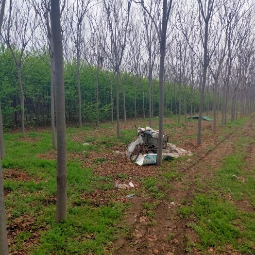 鄢陵县 栾树