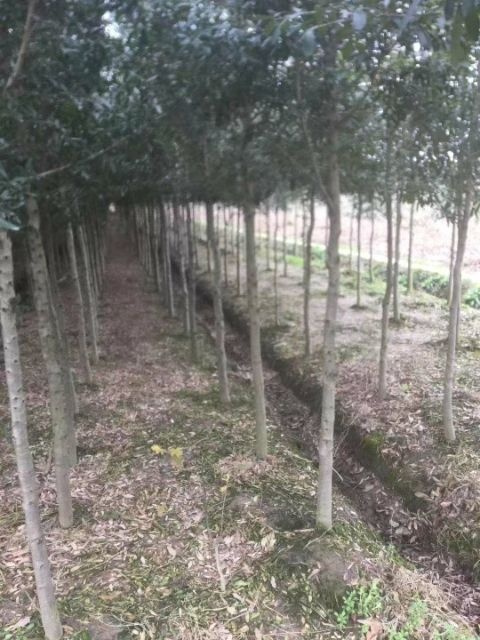 平湖市娜塔栎 弗吉尼亚栎，3至6公分，精品苗，造林苗，需要私聊