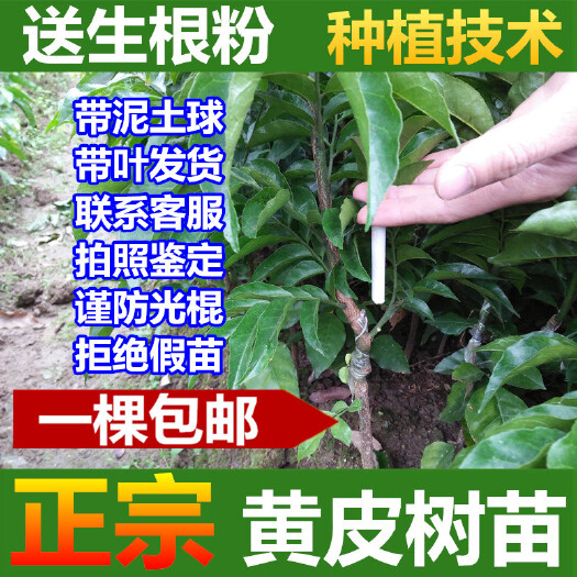 灵山县甜黄皮苗 黄皮苗水果树苗南方种植庭院盆栽批发郁南鸡心无核无籽嫁接甜北方