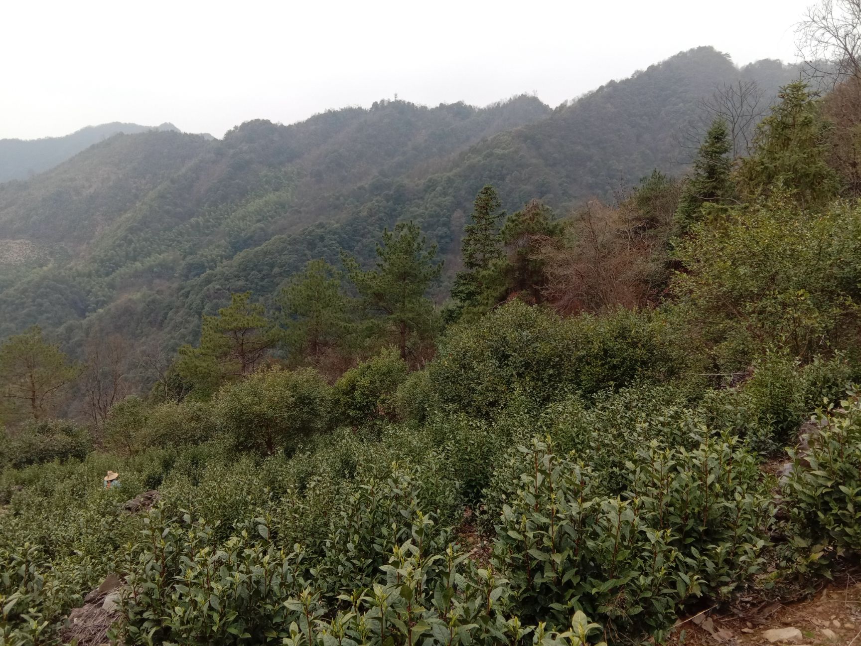 竹叶青茶 黄山地区高山云雾茶