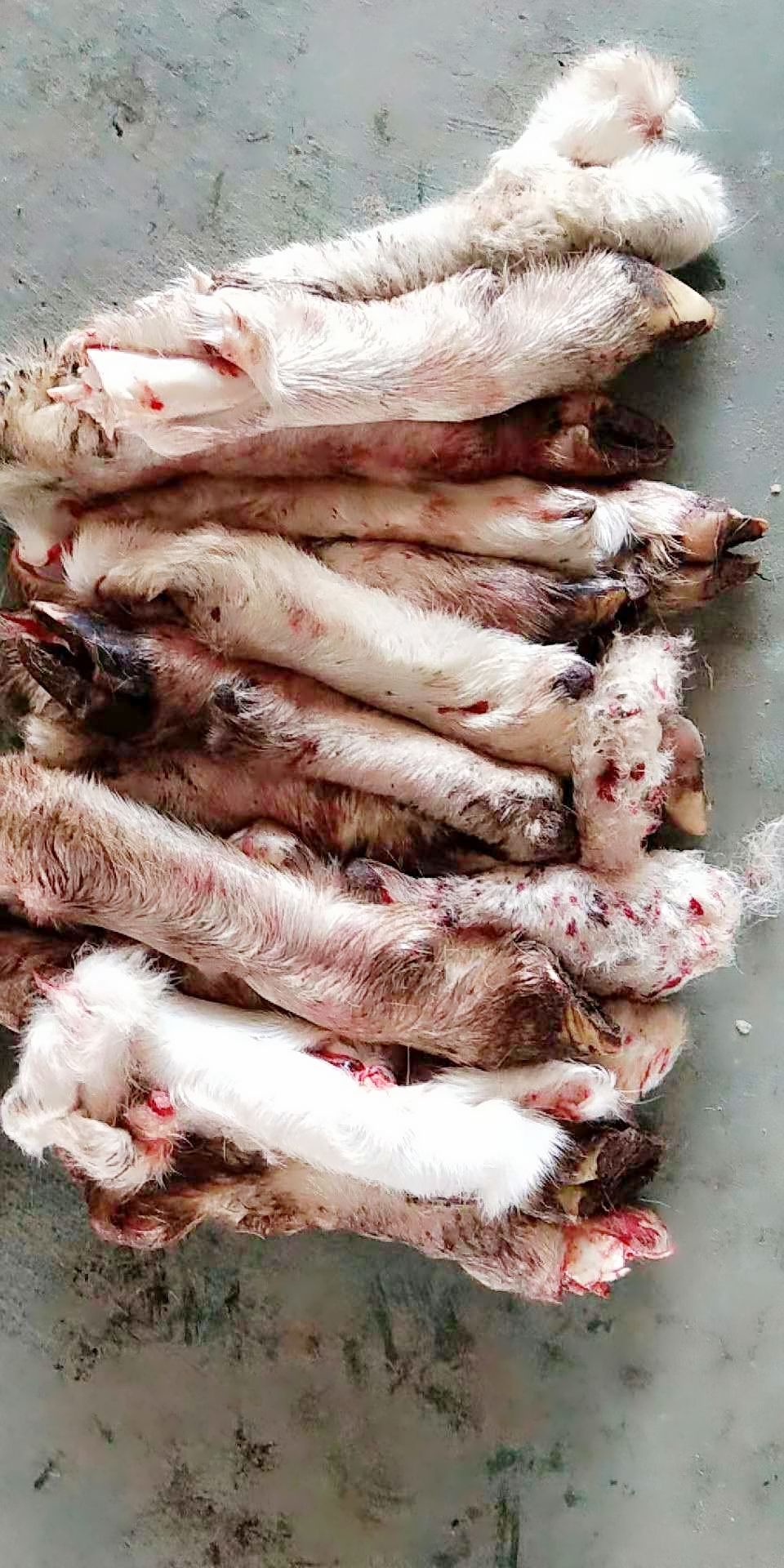  羊蹄