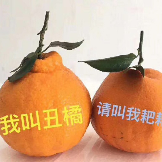 丹棱县不知火 丹棱丑橘，耙耙柑，爱媛。和各类桃子李子等水果