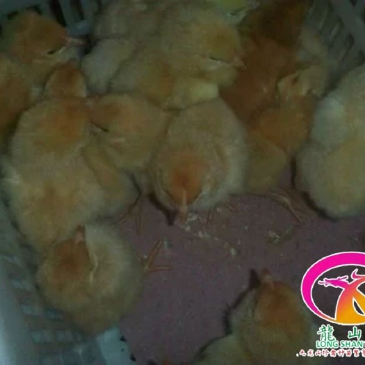 广州 黄花鸡苗
