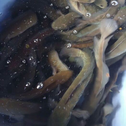 博罗县七星鱼苗 统货