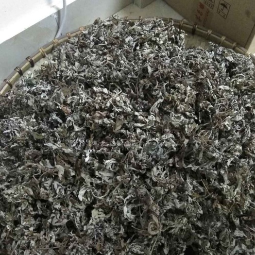 日照纯艾草叶
