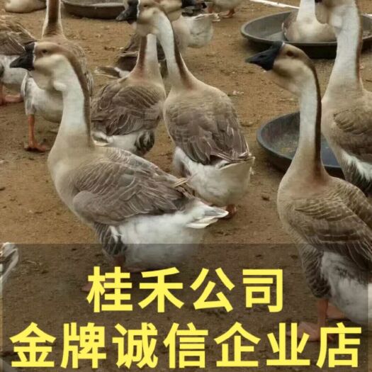 南宁狮头鹅苗 ，正宗汕头大种