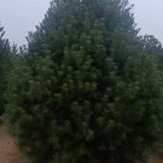 周至县 白皮松