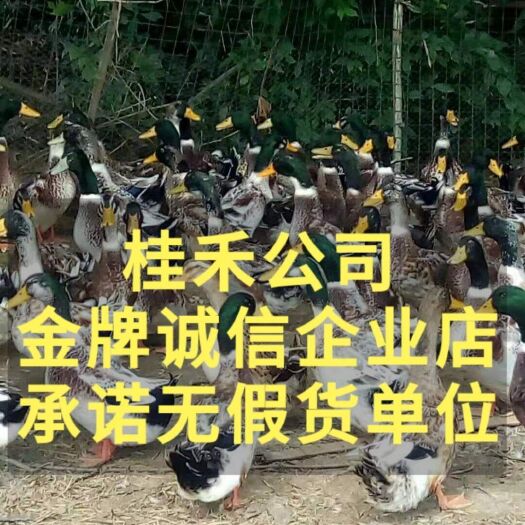 南宁 青头杂交鸭苗，二十年诚信经营老店