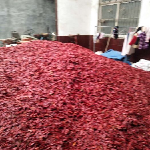 鄢陵县三樱干辣椒 品质一流，质量好，您的满意.我的用心