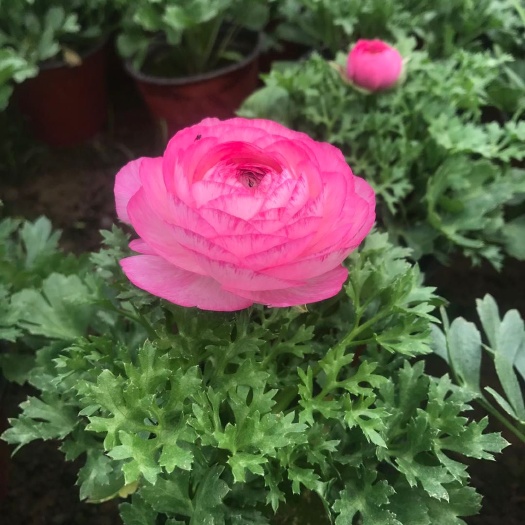 青州市花毛茛  老板都夸好