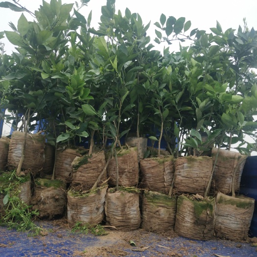 枝江市纽荷尔脐橙苗 批发大量纽荷尔脐橙钵苗和地苗！