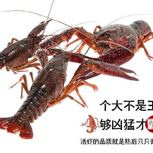 泗阳县 稻田生态养殖青壳小龙虾，肉质饱满，鲜活发送