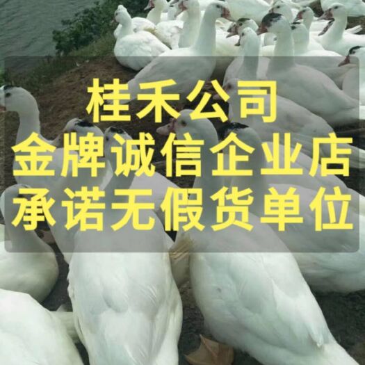南宁 M母18一点头鸭苗，包打疫苗包运输，技术指导