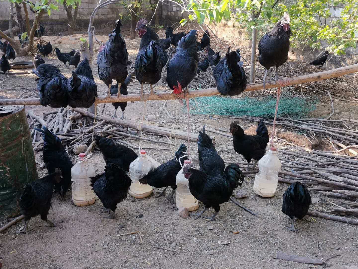  五黑鸡――云南丽江生态散养