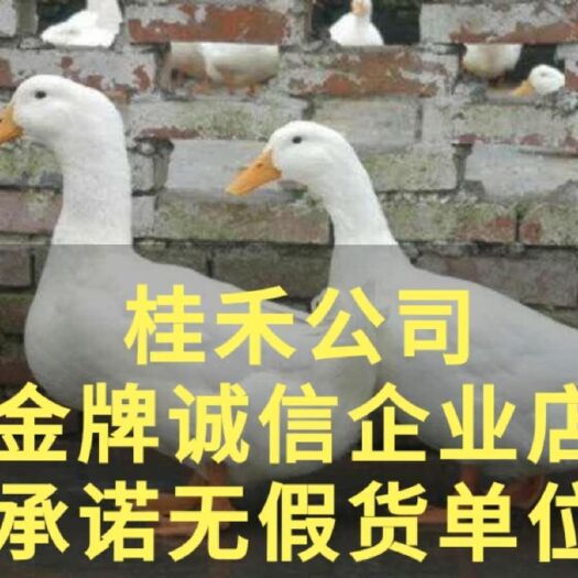 南宁 樱桃谷白鸭苗，桂柳白鸭苗，正宗桂柳白鸭出品。