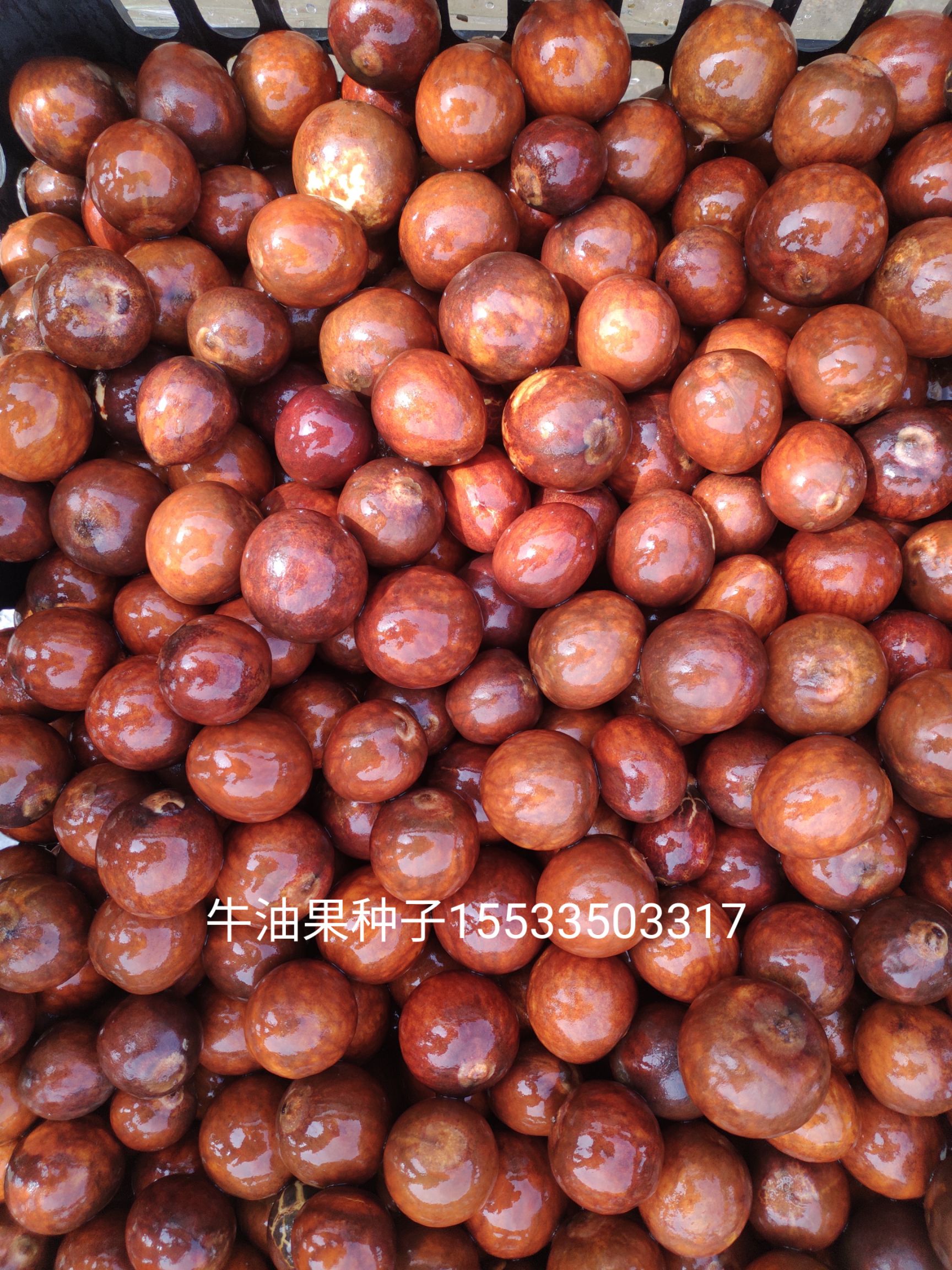 牛油果种子 155335+03317有大量种子现剥现发，出芽
