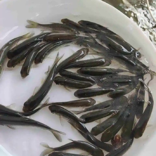 重庆市 出售草鱼苗