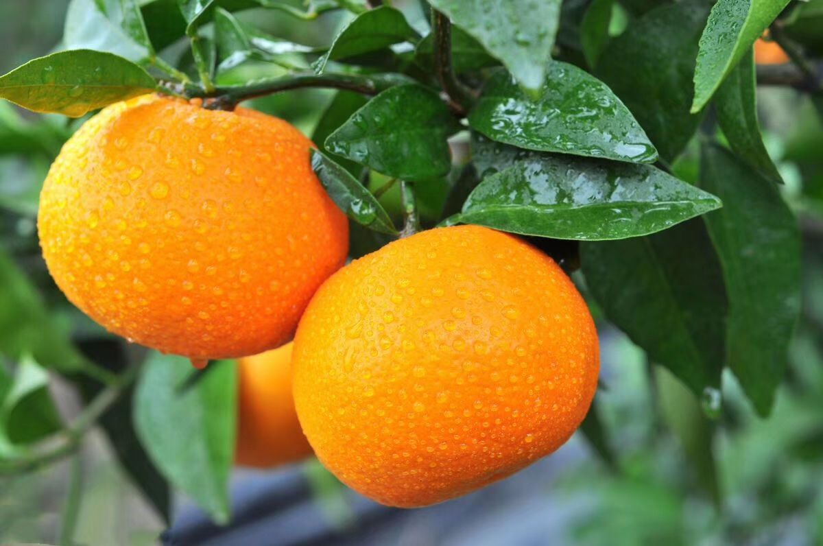 沃柑苗 高产果大无核091沃柑成活率高纯甜正宗嫁接苗