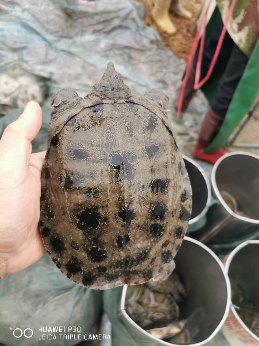 农村捕捞自然正宗甲鱼鲜活体黑花甲鱼水鱼天然土甲鱼