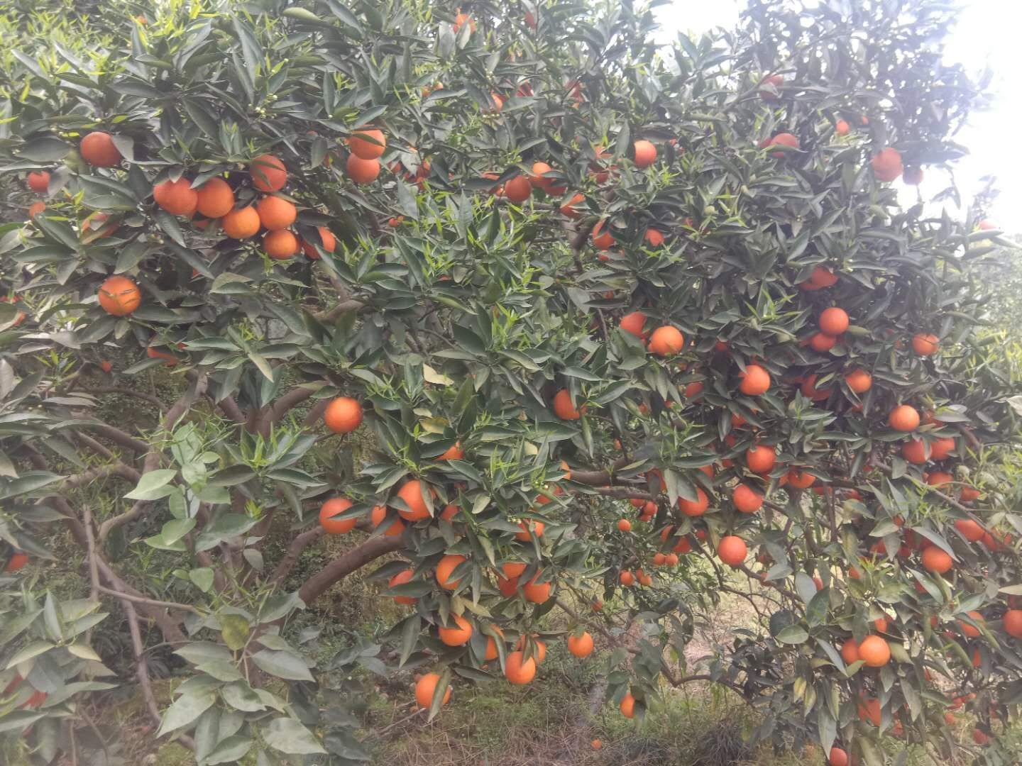 塔罗科血橙 万州红玉血橙自家种植现摘现发绝不打蜡泡药天然水果低价处理