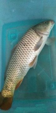 佛山脆肉鲩鱼苗  脆鲩鱼苗/淡水四大家鱼/防疫