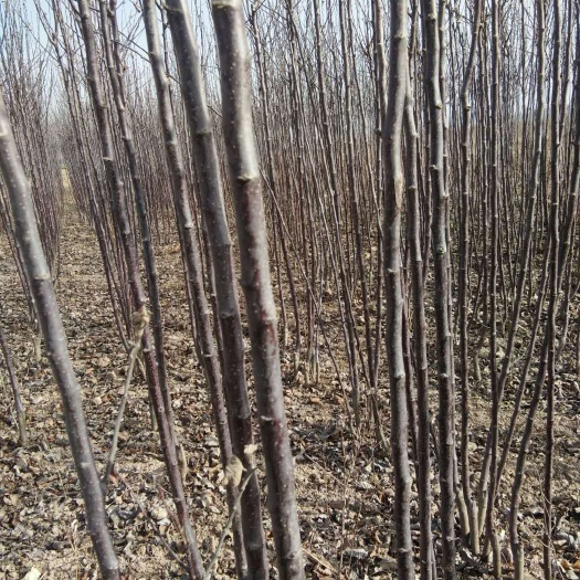 西和县红富士苹果苗  嫁接苹果苗，精品优质苹果苗，
