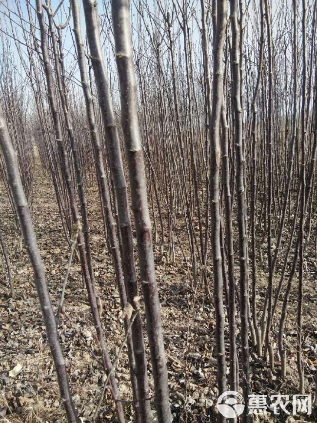 红富士苹果苗  嫁接苹果苗，精品优质苹果苗，