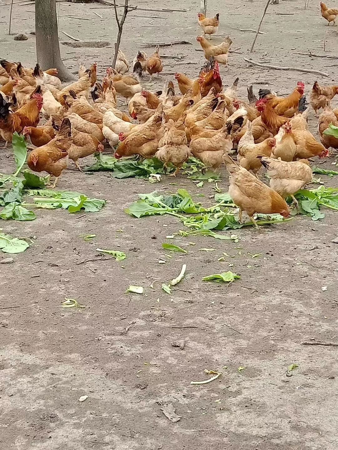 散养土鸡