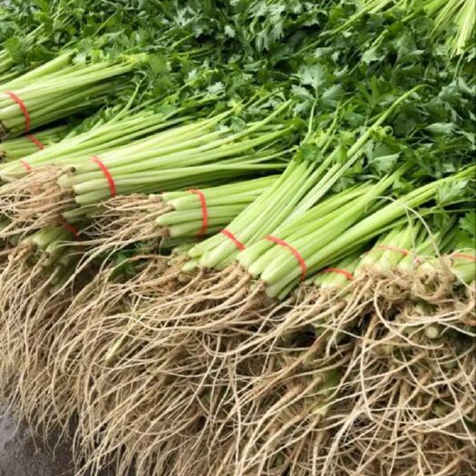 聊城香芹 基地种植大量上货！！