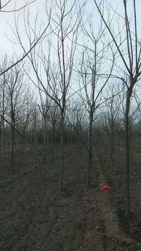 保定北栾  出售5－15公分精品栾树