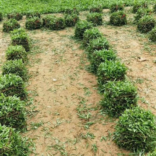 宾阳县大叶油草 大叶油