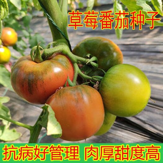 寿光市草莓番茄种子绿肩酸甜可口西红柿种孑水果东北铁皮柿子种籽