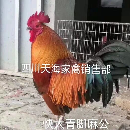 沐川县青脚麻鸡苗 青脚麻