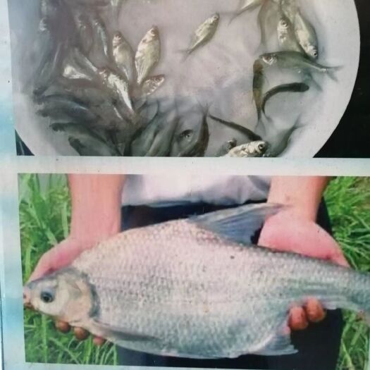 广州武昌鱼苗 三角鲂，武昌边