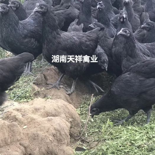 衡阳五黑鸡苗  纯种五黑绿壳蛋鸡苗