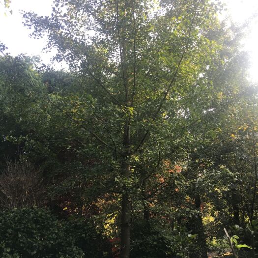 成都 银杏树