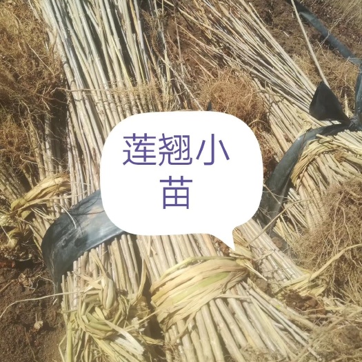 开原市药用连翘苗 东北连翘，迎春花，连翘球，丛生，小苗