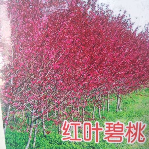 泰安红叶碧桃 各种优质绿化树苗