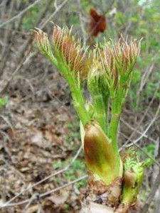  大量批菜刺龙包、香椿