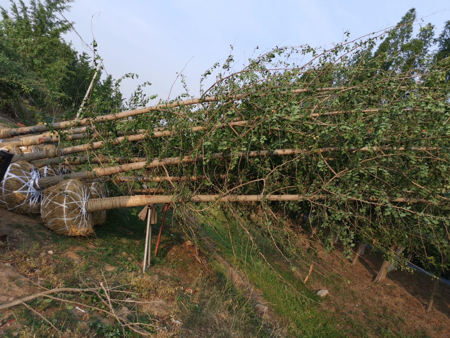 银杏树  基地供货，质优价廉，货源充足