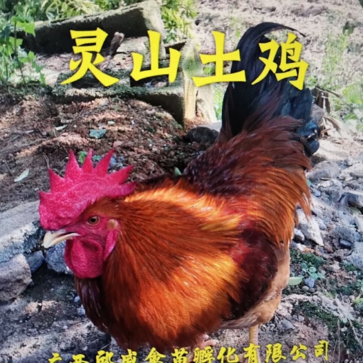 南宁灵山土鸡苗