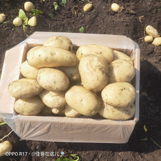 云南全品类土豆红薯姜专业代办团队 ，