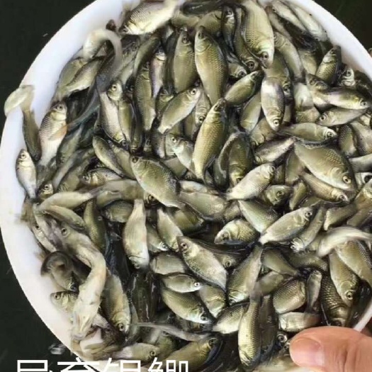高州市 淡水鱼苗出售
