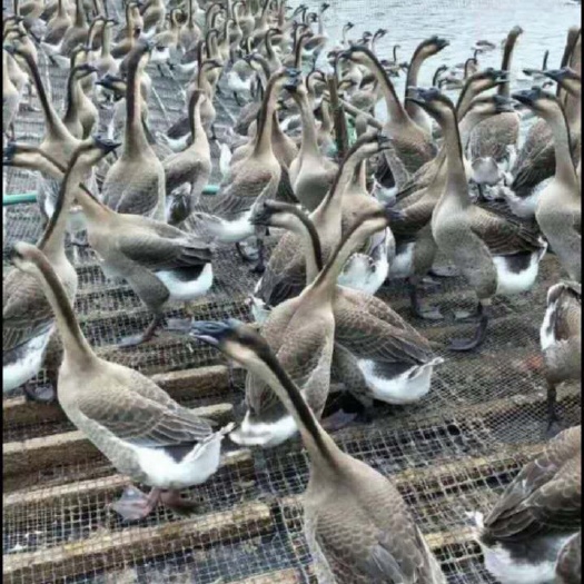 昆明云南大种灰鹅苗  长势12斤  疫苗齐全  品种纯正