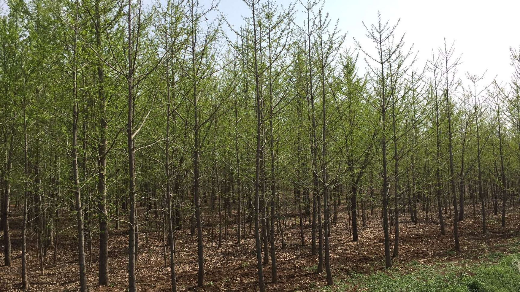 银杏树  基地供货，质优价廉，货源充足
